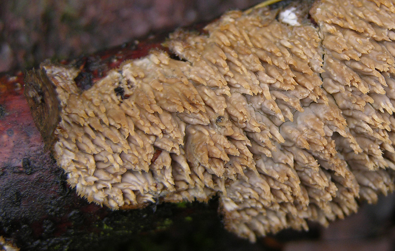 Una bellissima crosta (Radulomyces molaris)